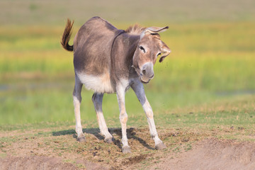 Cute donkey is defending itself from gadfly