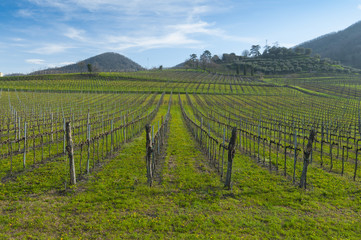Fototapeta na wymiar View of vineyards from Euganean hills, Veneto, Italy, at early spring