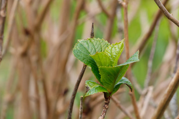 Jeunes feuilles d'hortensia