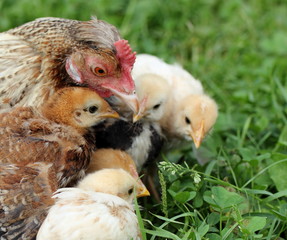 Huhn mit Küken
