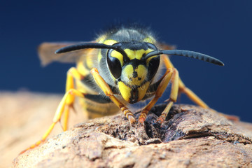 Portrait of venomus Vespula germanica wasp