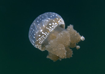 Naklejka premium Jellyfish lake in Togian island