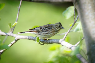 Yellowhammer (Emberiza citrinella).