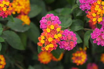 Yellow, Pink and red flower in sunlight in Ibiza, Spain