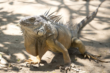Wild giant iguana in zoo,