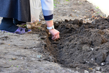 Female hands in the ground plant a bulb of garlic in early spring in the garden.