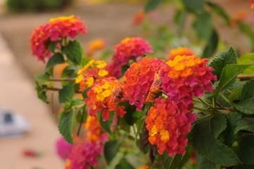 Obraz premium Yellow, Pink and red flower in sunlight in Ibiza, Spain