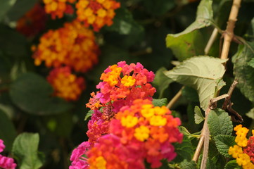 Yellow, Pink and red flower in sunlight in Ibiza, Spain