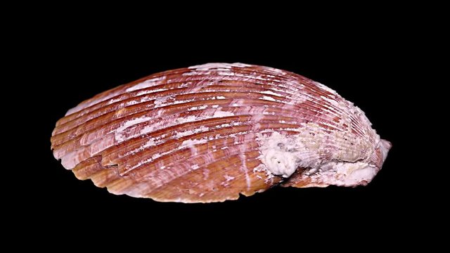 Seashell Isolated on Black Background &ndash; Close-up, Detail