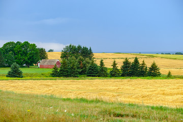 lone red barn sits among the plowed fields in Prince Edward Island protected by tall Pine trees...