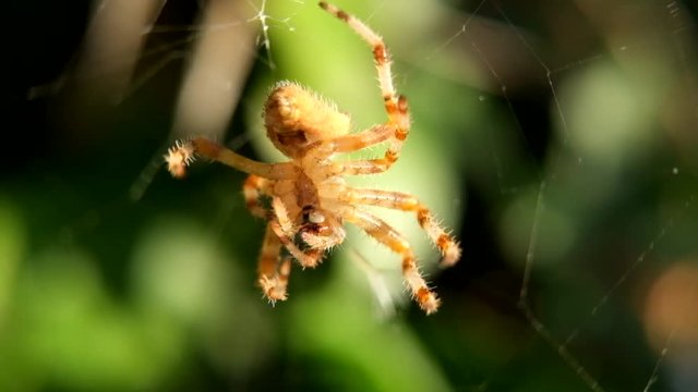Ara&ntilde;a en su tela limpiando sus patas