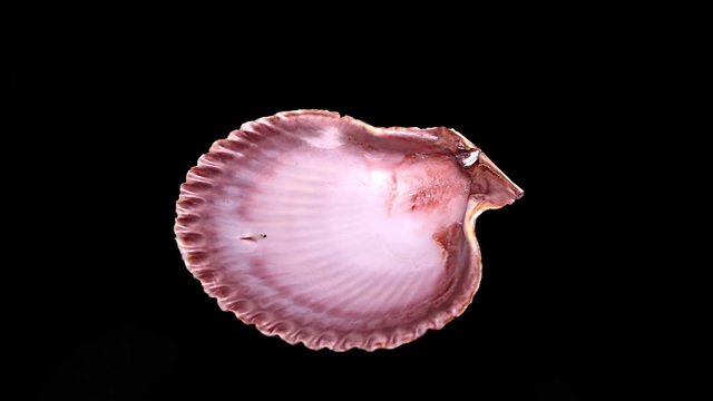 Seashell Isolated on Black Background – Close-up, Detail