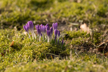 lila Krokus im Frühling