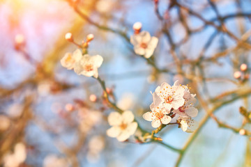 Apricot flowers in spring sunlight. Soft focus