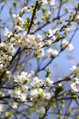 Blossoming orchard in the spring. Blooming plum orchard tree on a blue sky background. Spring background. Spring orchard on sunlight. Spring flower field background. Floral pattern. No sharpen