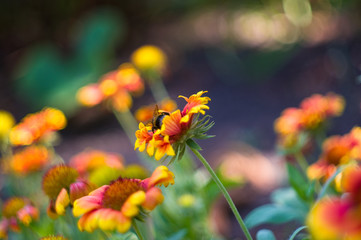 Obraz na płótnie Canvas pollination by bees colorful flowers Gaillardia in the garden