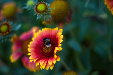 pollination by bees colorful flowers Gaillardia in the garden