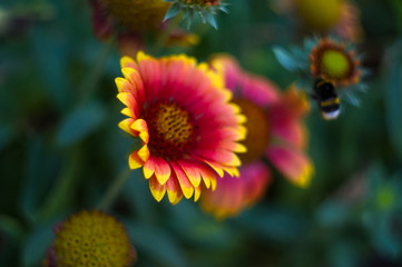 pollination by bees colorful flowers Gaillardia in the garden