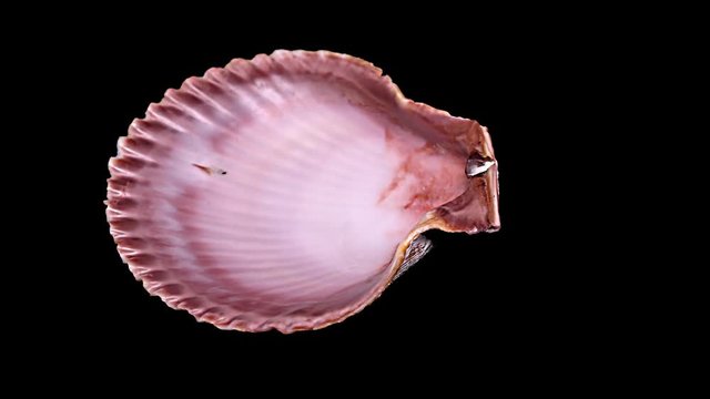 Seashell Isolated on Black Background – Close-up, Detail