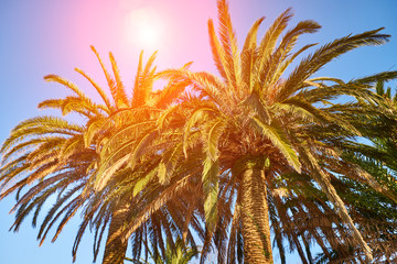 Fototapeta na wymiar Sunshine through the branches of palm trees