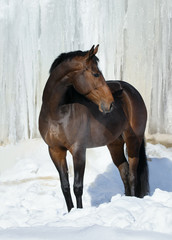 Bay horse look back in winter on white iced snowy background isolated