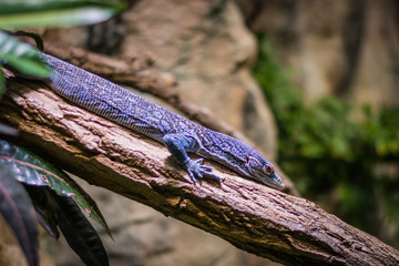 Naklejka premium Blue-spotted tree monitor standing on the tree in the aquarium in Berlin (Germany)