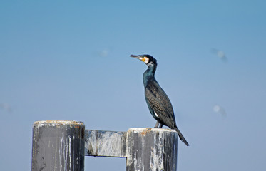 Great cormorant sea bird on the river Elbe near Hamburg in Germany