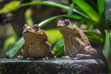 Two cane toads (giant neotropical toads) standing in aquarium in Berlin (Germany)