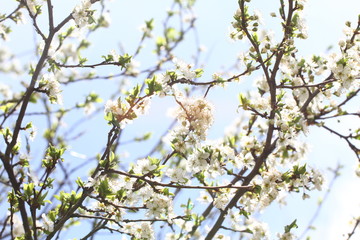 Blossoming orchard in the spring. Blooming plum orchard tree on a blue sky background. Spring background. Spring orchard on sunlight. Spring flower field background. Floral pattern. No sharpen