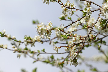 Blossoming orchard in the spring. Blooming plum orchard tree on a blue sky background. Spring background. Spring orchard on sunlight. Spring flower field background. Floral pattern. No sharpen