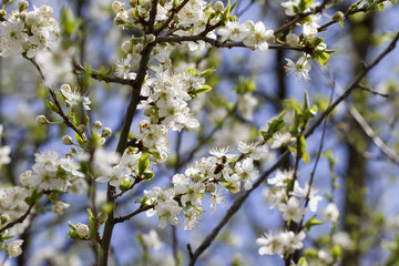 Blossoming orchard in the spring. Blooming plum orchard tree with a bee. Spring background. Spring orchard on sunlight with blue sky. Floral pattern. No sharpen