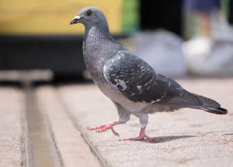 歩く鳩