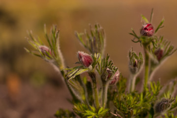 Kuhschellen im Frühling