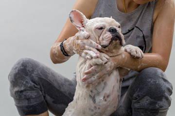 Cute french bulldog is taking a bath to clean dirty skin.