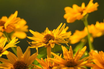 bouquet of bright yellow flowers Heliopsis helianthoides
