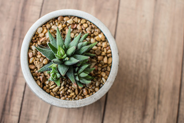 Aloe Aristata Haworthia Succulent Plant  slow-growing succulent that brings delightful contrast with its dark green leaves planted in a pot with rocks