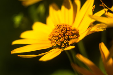 bouquet of bright yellow flowers Heliopsis helianthoides