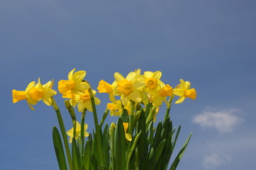 Detail of a yellow daffodil flower with blue sky background