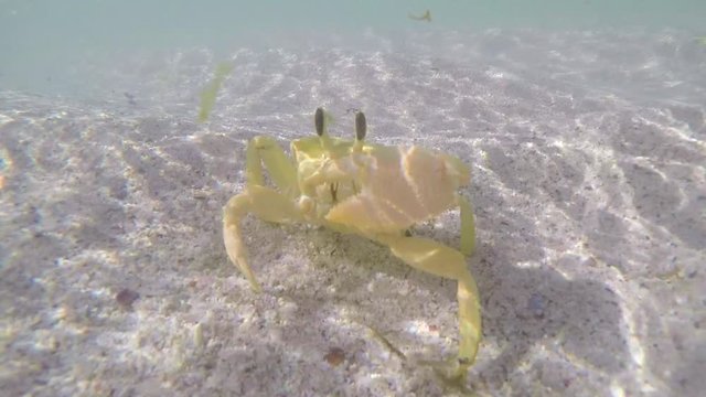 Gelbe Krabbe im Wasser, goldene Geisterkrabbe, Gnaraloo Bay, Westaustralien, Australien