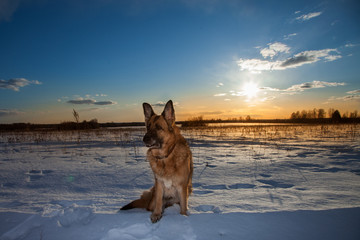 German Shepherd dog sitting in the snow against a beautiful sunset background