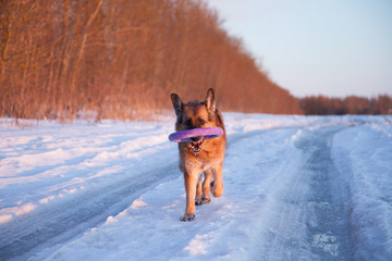 German Shepherd dog runs along the winter road with a toy puller in the teeth