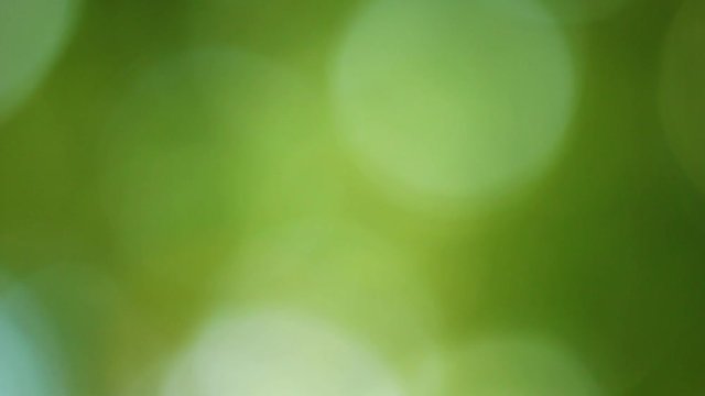 Beautiful blurry green and blue nature background. Big round circles of tree bokeh. Summer foliage slightly moving on sunny morning outdoors. Out of focus full hd video footage.