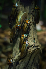 Medium sized Orange Head Cockroaches on the branch in the aquarium in Berlin (Germany)
