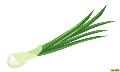 Green onions close-up. Fresh green onion, isolated on white background. Green vegetables. Vector illustration.