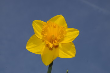 Detail of a yellow daffodil flower with blue sky background