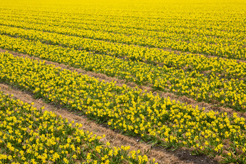 bright yellow field of blooming spring flowers of daffodils.