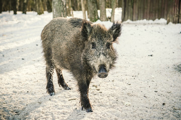 Fototapeta premium Wild boar in the woods posing in front of the camera.