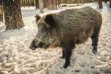 Wild boar in the woods posing in front of the camera.