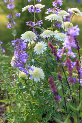 Background or Texture of Salvia nemorosa 'Caradonna' Balkan Clary , Nepeta fassenii 'Six Hills Giant', chrysanthemum, carnation in a Country Cottage Garden in a romantic rustic style. Latvia