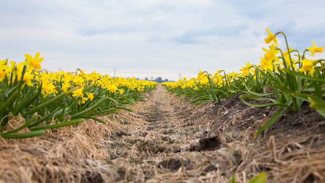 bright yellow field of blooming spring flowers of daffodils.